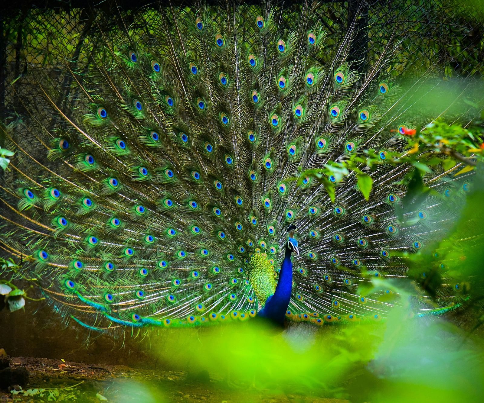 a close up shot of a peacock with its wings spread 