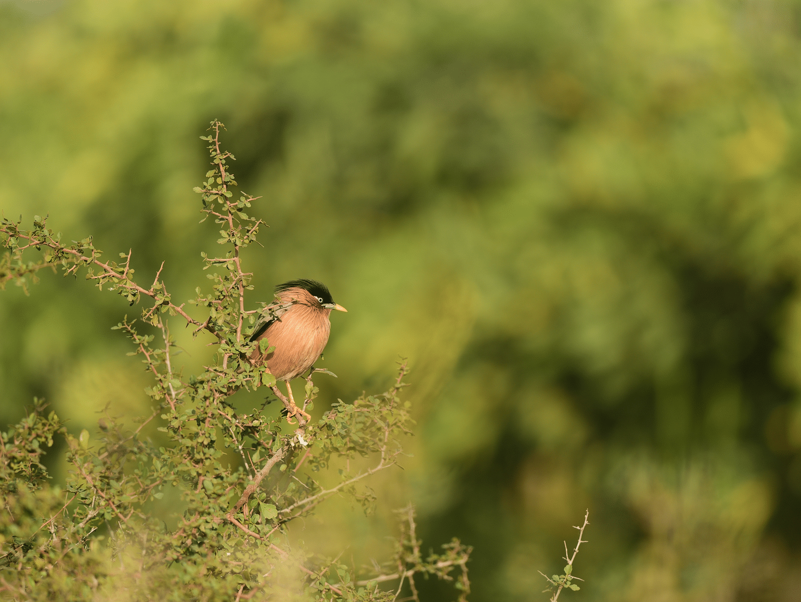 A picture of a Brahminy starling bird resting on a plant with thorns on it, captured in a day time