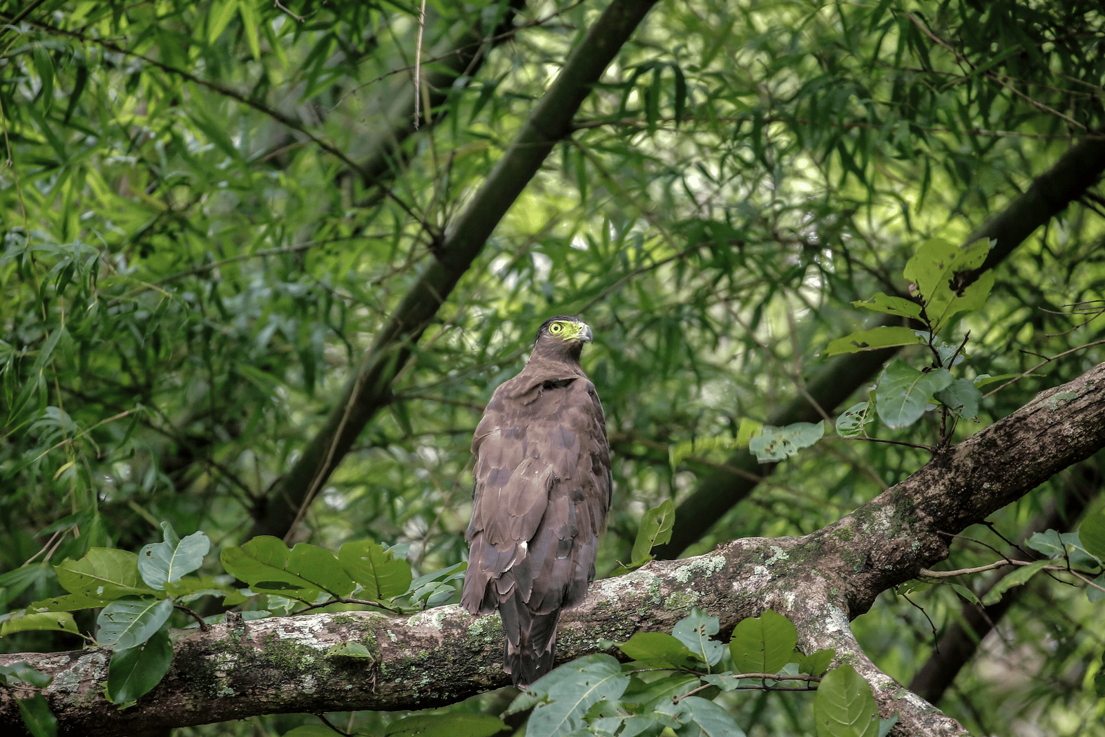 Created Serpent Eagle