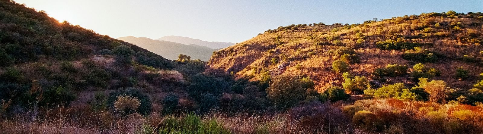 A mountain covered with plants, showcasing a verdant landscape.