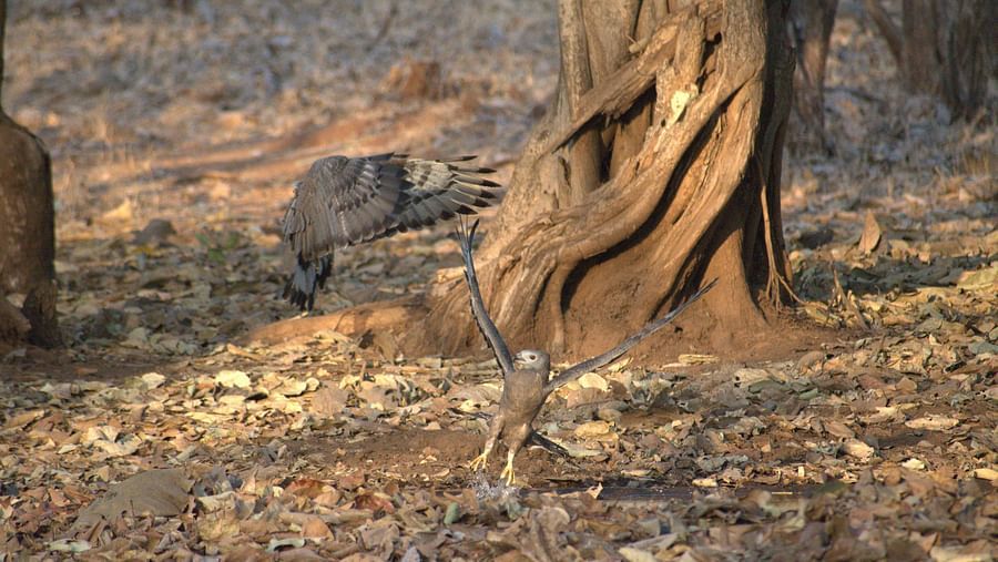 Image of a bird pecking at the ground near a tree in a forest. | Amraness