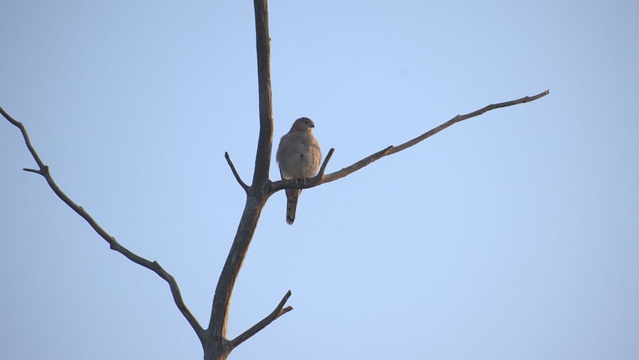 Image of a bird sitting on a bare tree branch against a clear sky. | Amraness