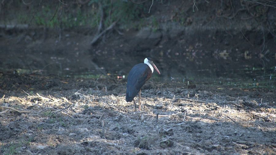 Image of a large bird standing on the ground in a forest. | Amraness