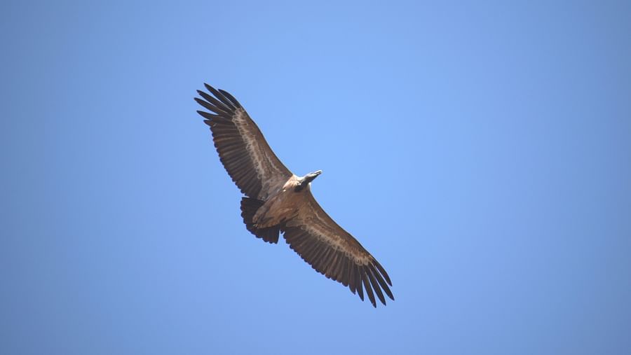 Image of a bird soaring in the sky with wings fully spread. | Amraness