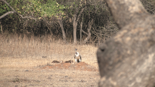 Image of a bird sitting on the ground in an open field with trees in the background. | Amraness