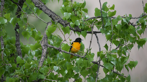 Bird Perched on Tree Branch- Manesar things to do