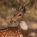 A male spotted deer (chital) with antlers looking back over its shoulder in a natural forest setting.