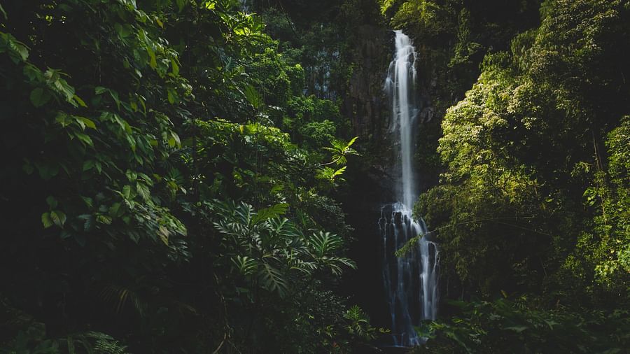 A secluded waterfall in a dense tropical forest, sunlight filtering through the foliage.