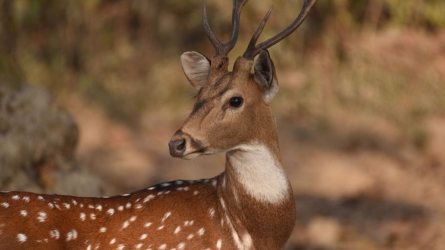 Jungle Safari adventure at Wild Brook Retreat, Rajaji National Park