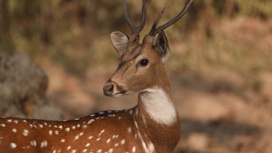 A male spotted deer (chital) with antlers looking back over its shoulder in a natural forest setting.
