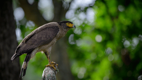 A crested serpent eagle perched on a tree branch, showing its sharp yellow eye and hooked beak against a soft green forest background.