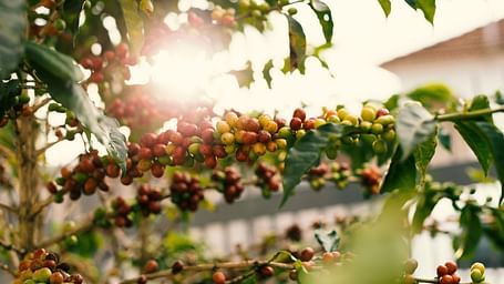 Beautiful view of coffee beans with a kiss of sunlight