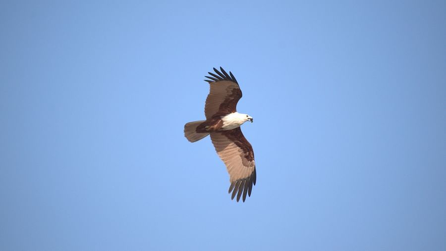 Image of a bird soaring in the sky with wings fully spread. | Amraness