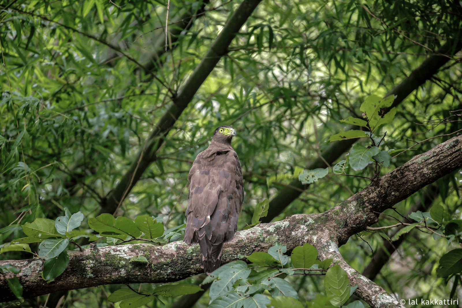 Created Serpent Eagle