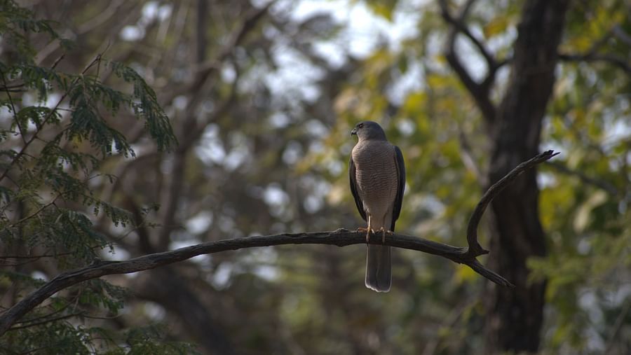 Image of a bird sitting on a thin branch against a backdrop of trees. | Amraness