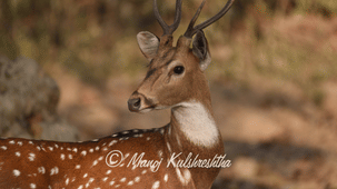 A close-up of a spotted deer with antlers looking over its shoulder against a soft natural background.