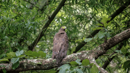 Created Serpent Eagle