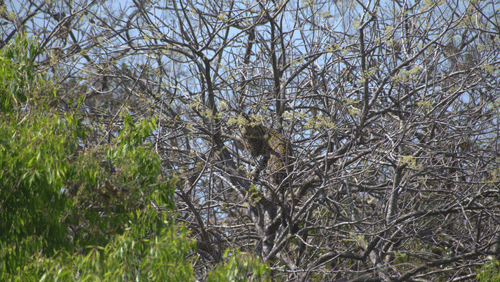 Image of a bird perched high in a leafless tree against a blue sky. | Amraness