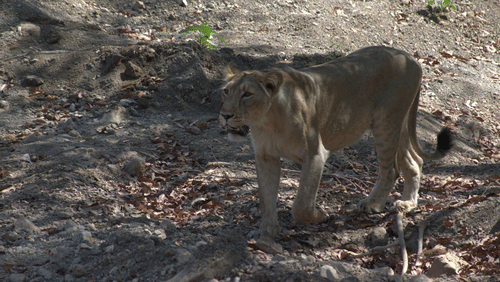 Image of a lioness standing in a forest with a shadowy background. | Amraness