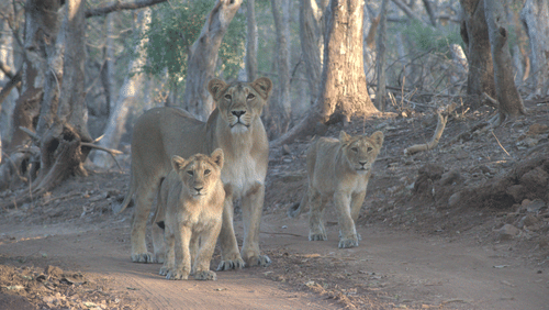 Image of a lioness with her cubs standing on a forest path. | Amraness