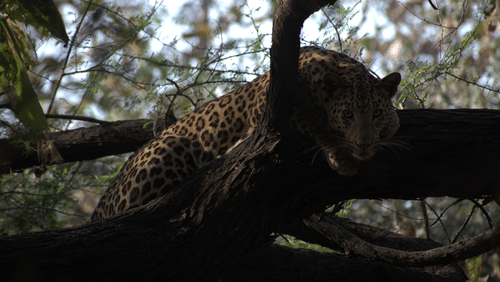 Image of a leopard resting on a tree branch in a forest. | Amraness