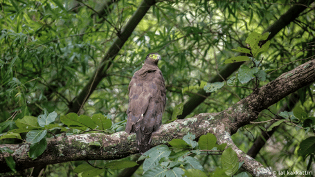 Created Serpent Eagle