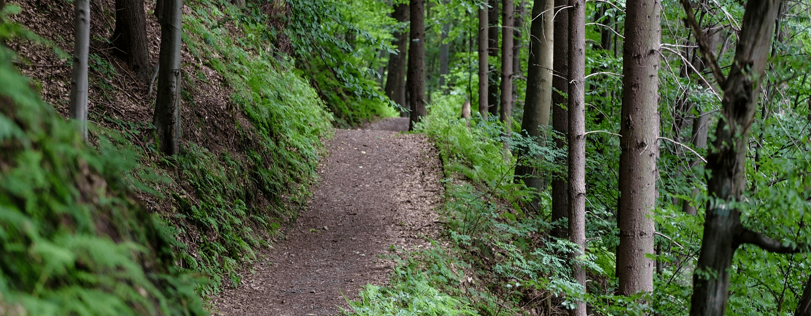 A forest view with a trees and a small way to walk.