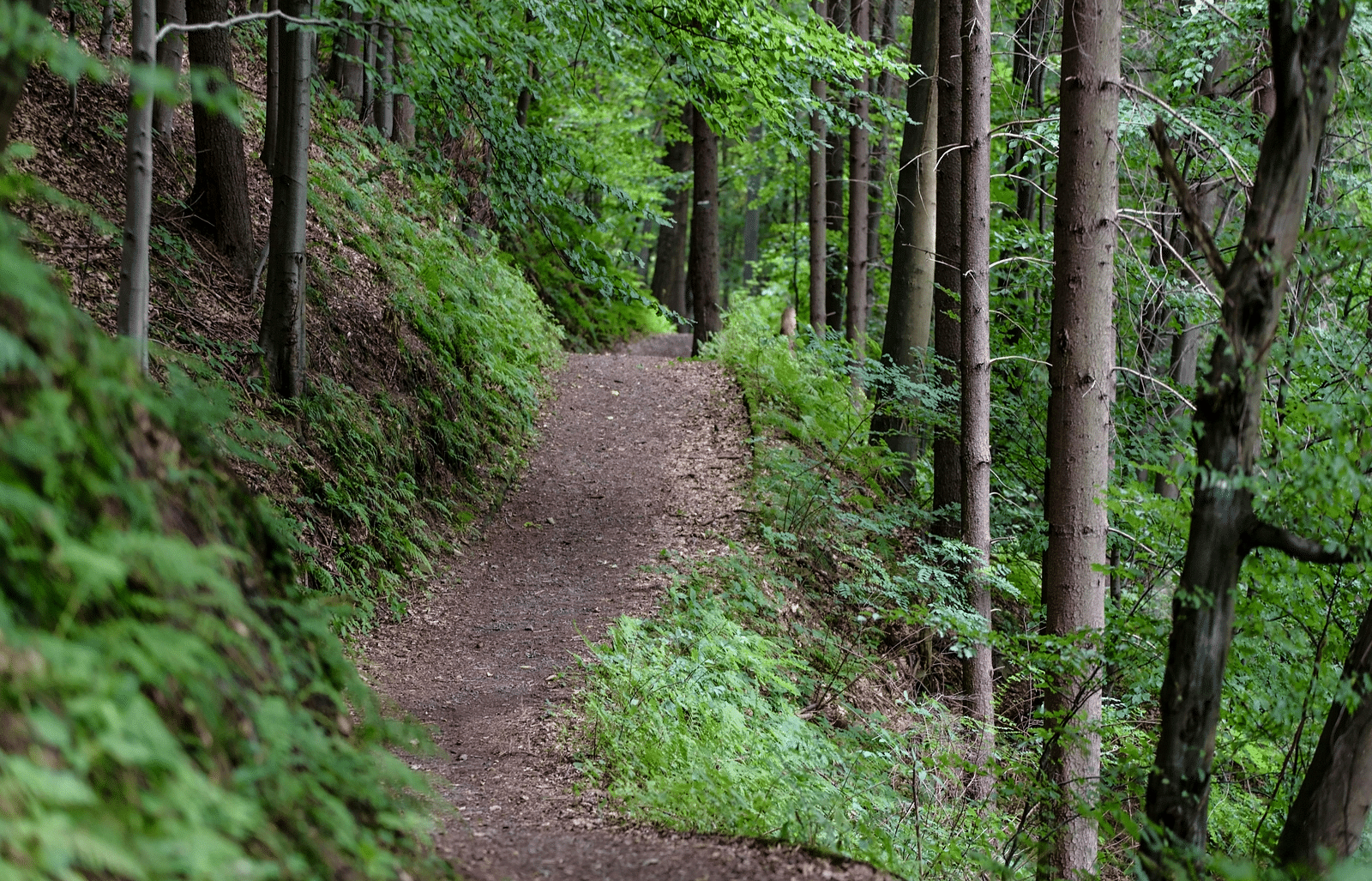 A forest view with a trees and a small way to walk.