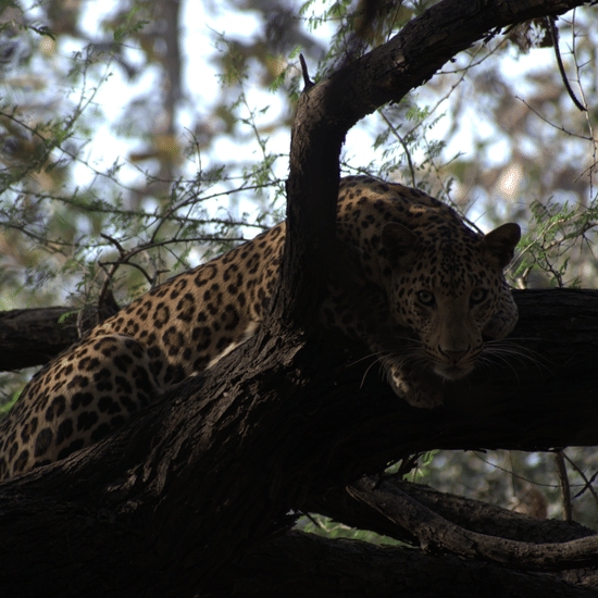 Image of a leopard resting on a tree branch in a forest. | Amraness