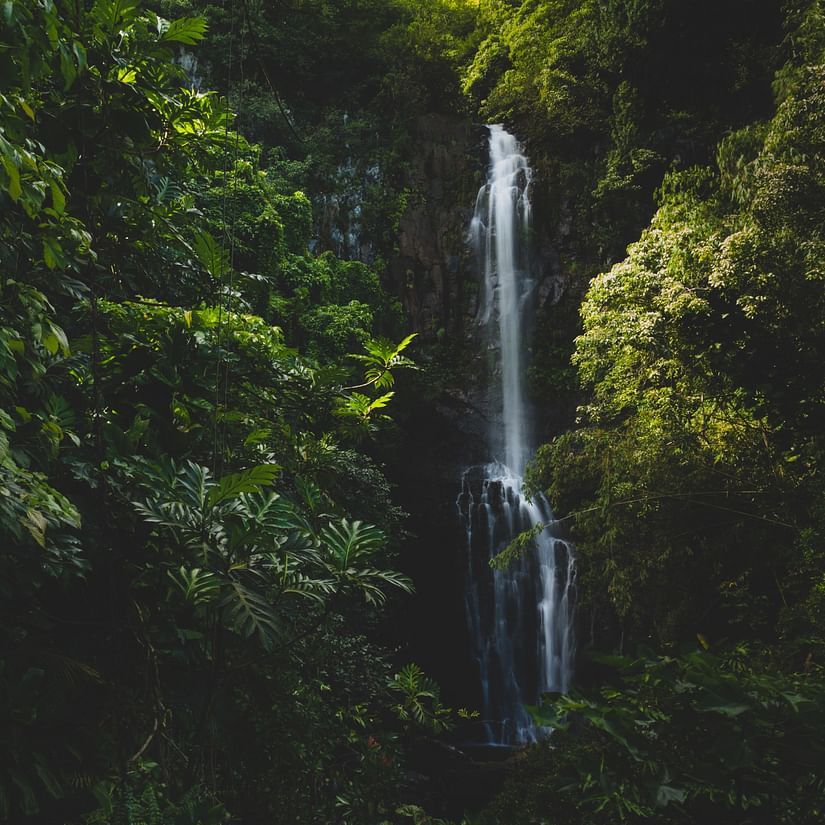 A secluded waterfall in a dense tropical forest, sunlight filtering through the foliage.