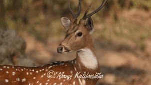 A close-up of a spotted deer with antlers looking over its shoulder against a soft natural background.