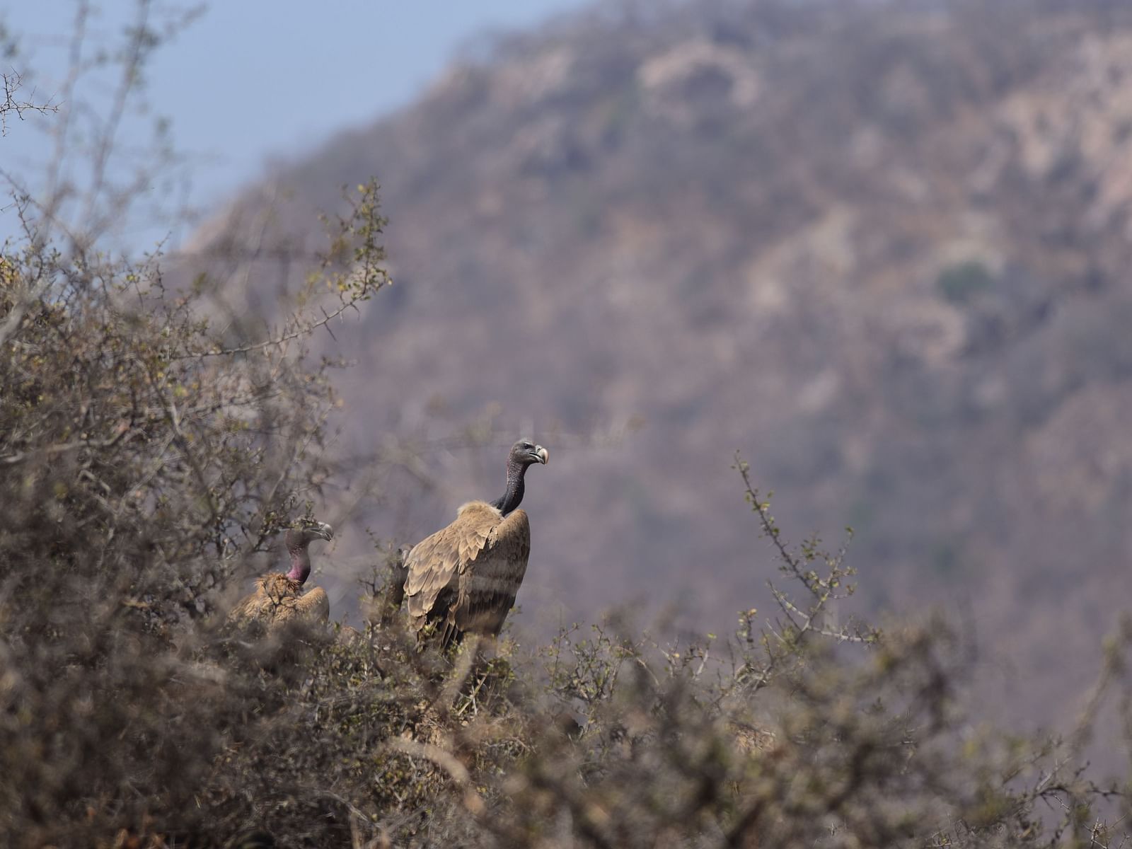 A picture featuring few Indian Vultures in the day time