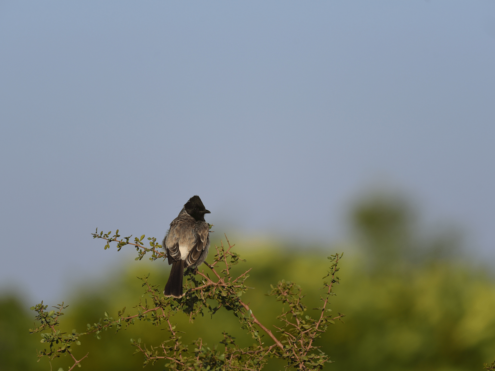A picture of Red-vented bulbul captured in the day time, perching on a branch