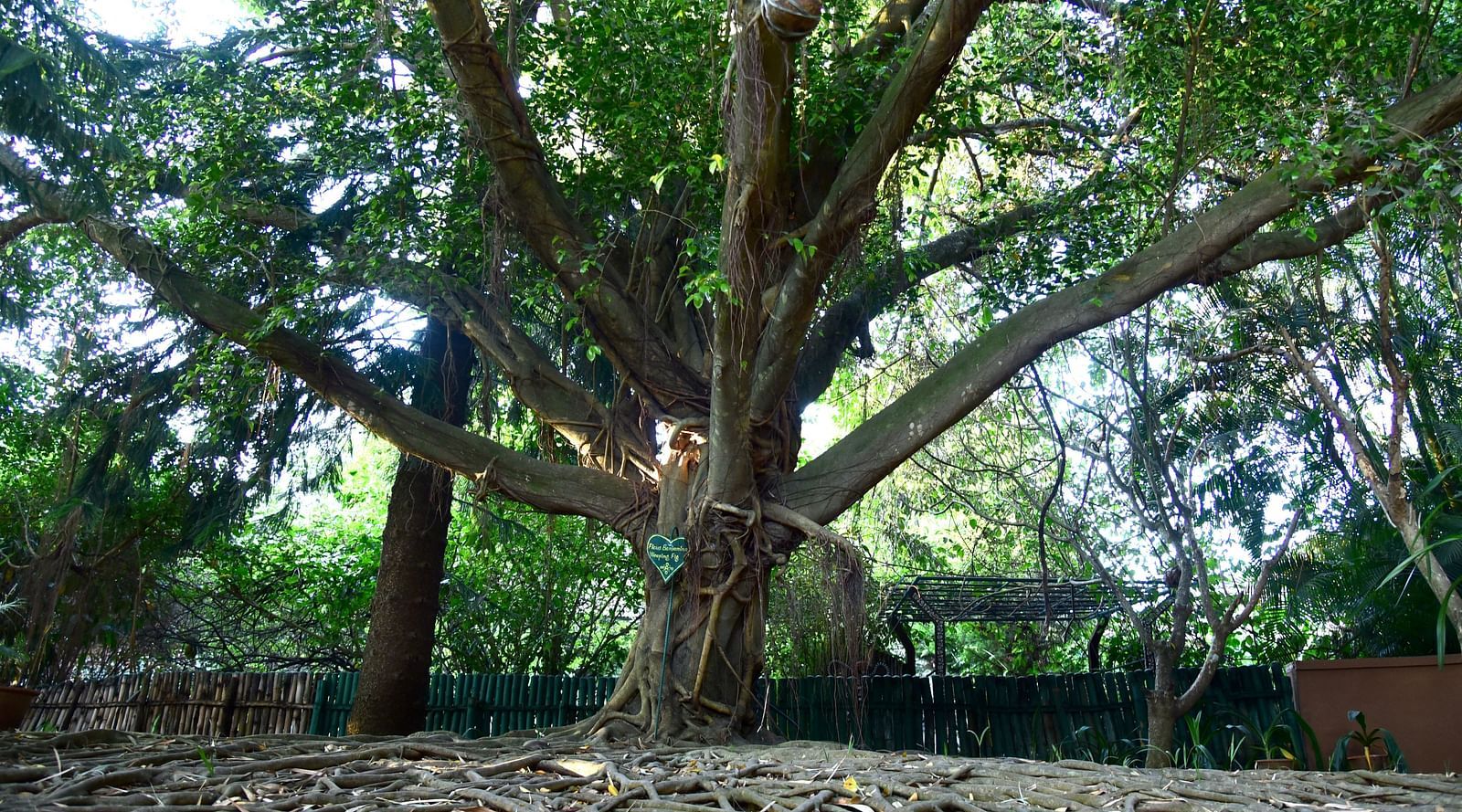 image of the enchanted ficus tree with a beautiful green canopy formed above