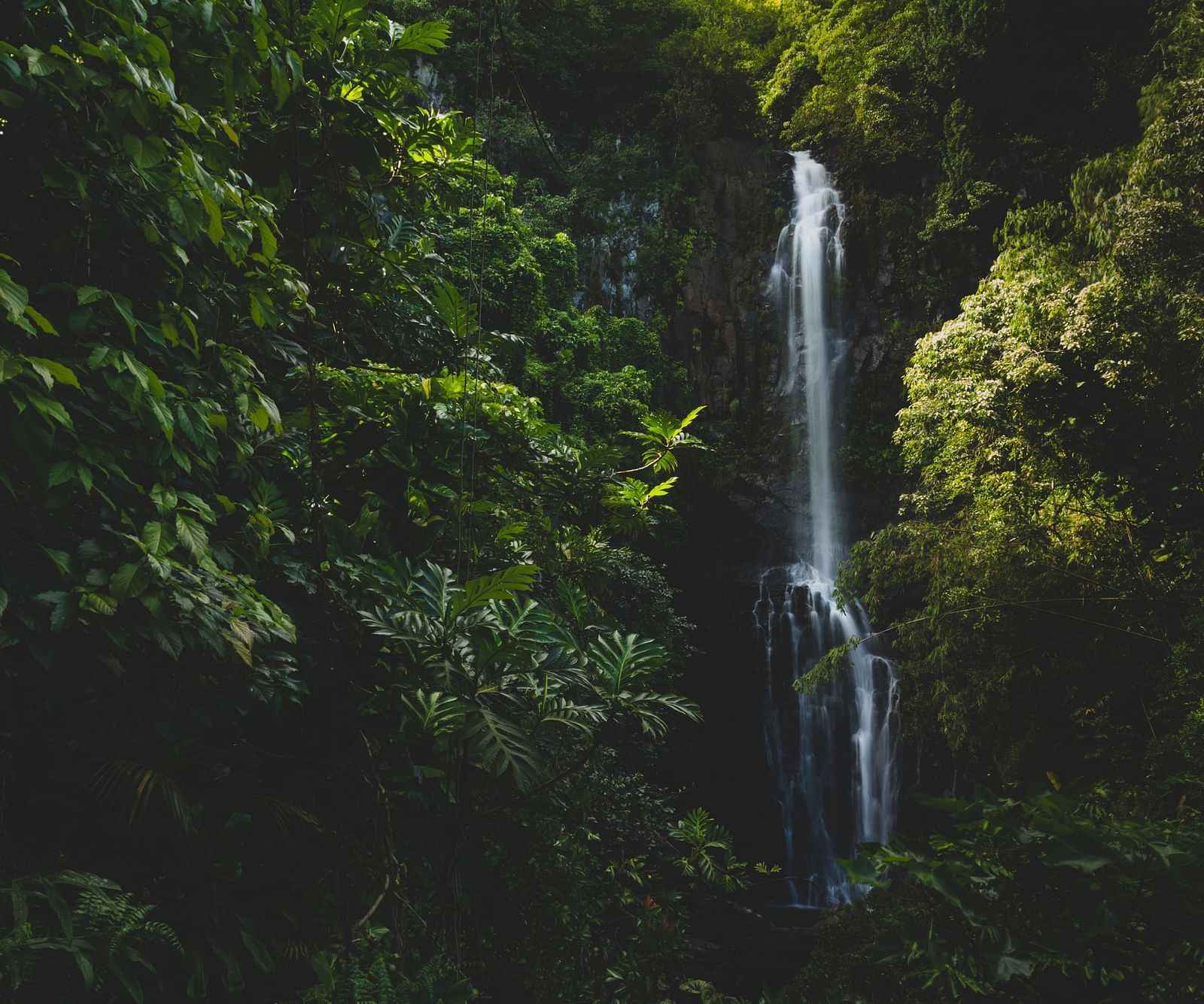 A small waterfall cascading down that is completely comvered by trees