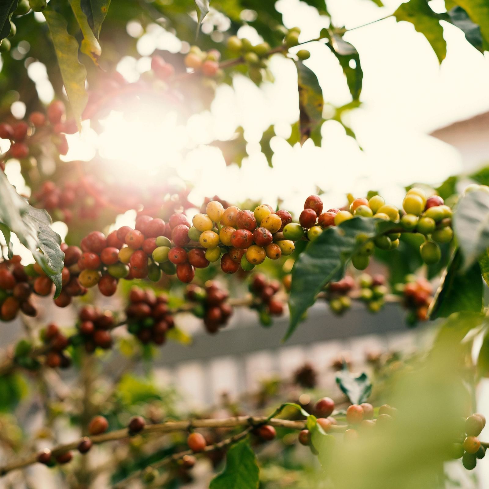 Beautiful view of coffee beans with a kiss of sunlight