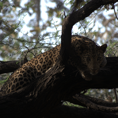 Image of a leopard resting on a tree branch in a forest. | Amraness