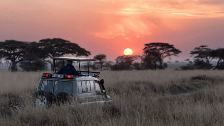 A safari jeep in the midst of lush greenery at sunset.