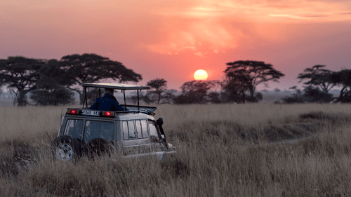 A wide shot of a safari vehicle driving through a golden grassy forest at sunset.
