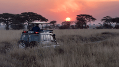 Safari vehicle driving through tall grassland with scattered trees and the sun near the horizon in the background.