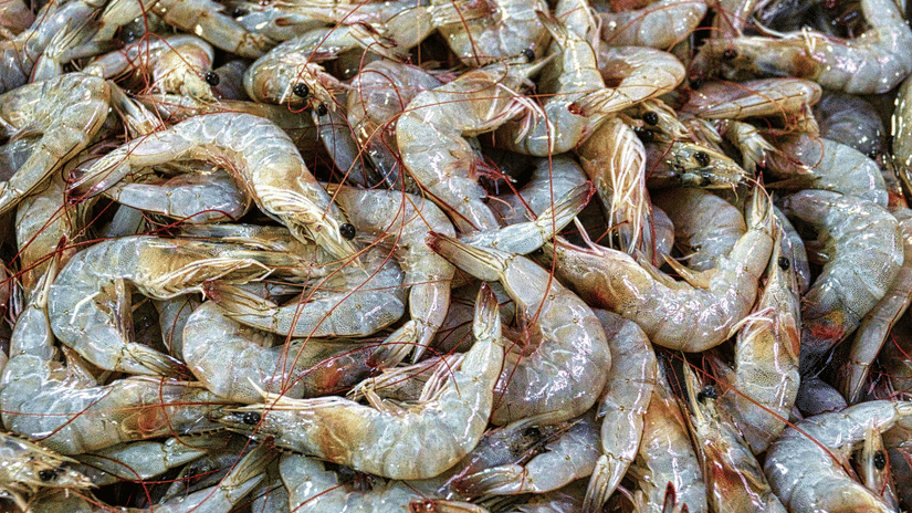 A close-up shot of a pile of raw prawns.