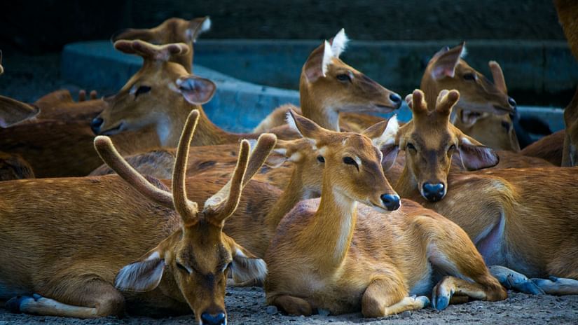 dears  resting