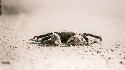crabs on the beach