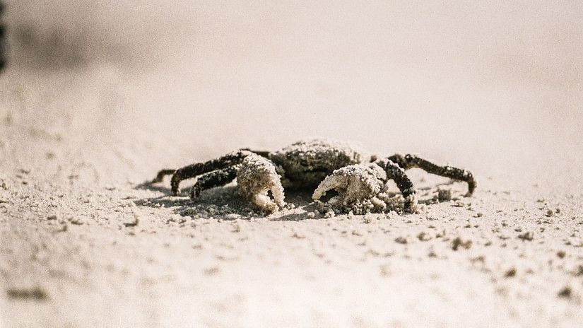 crabs on the beach