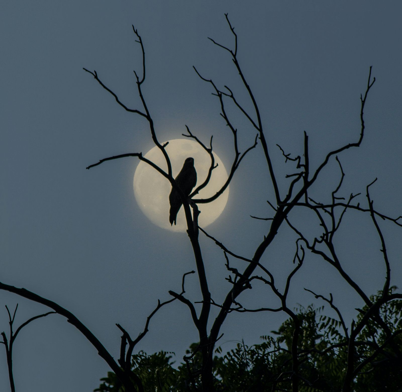 a bird sitting on the branch of a tree at night
