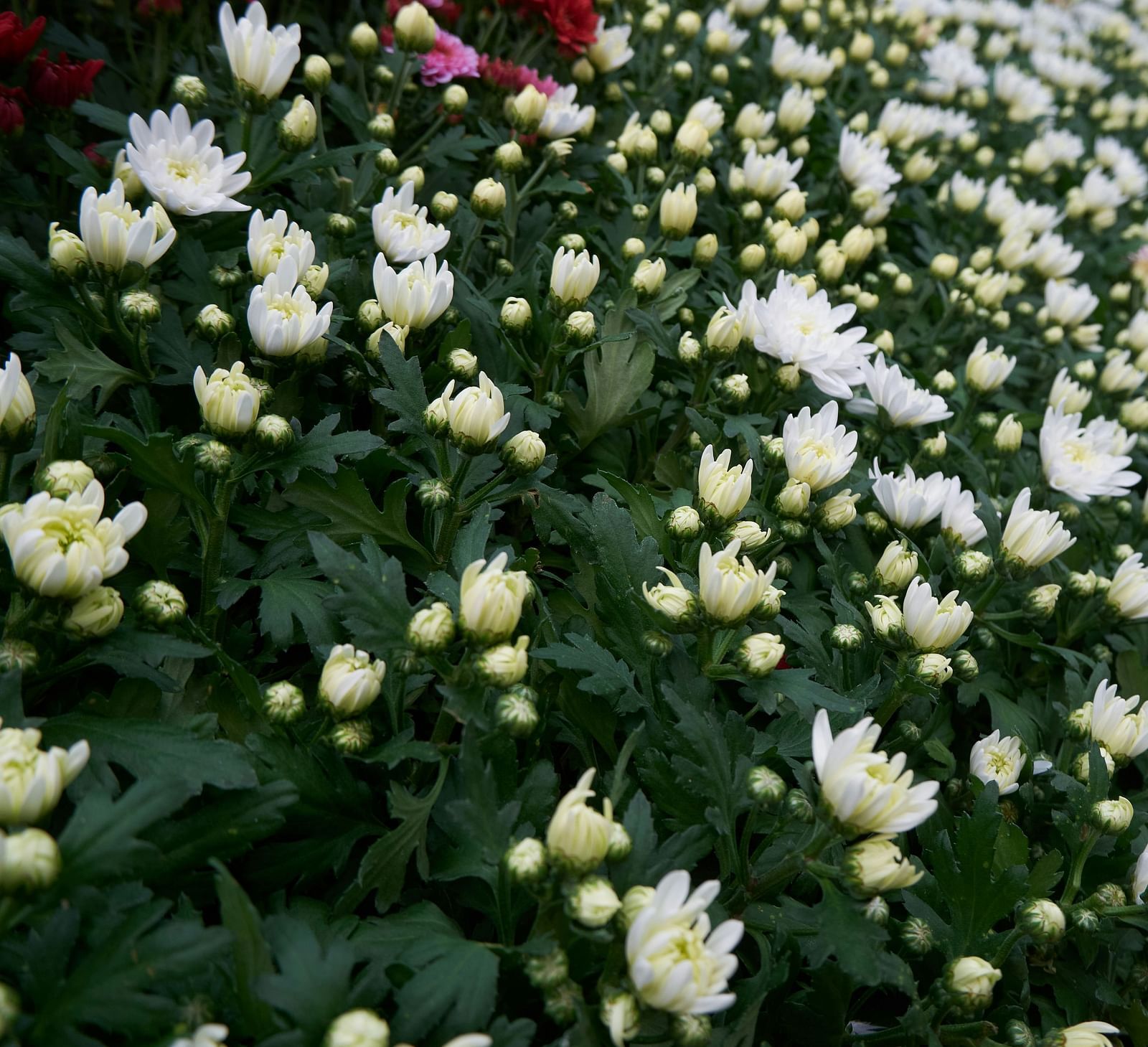 A close up shot of flowers blooming from the buds inside LalBagh Botanical Garden