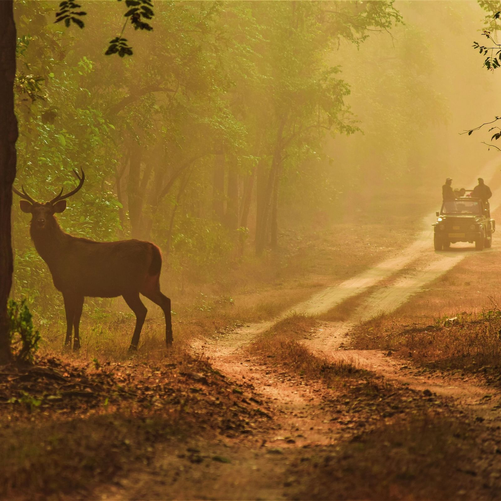 A safari jeep approaching a deer in the jungle