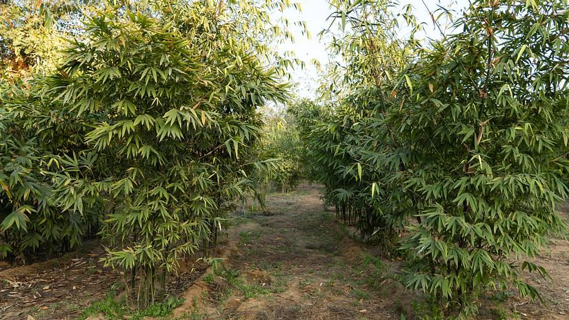 Bamboo Forest-18