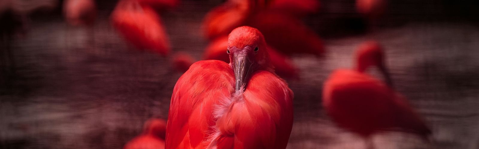 a bird cleaning itself by tilting its head back with other birds in the background