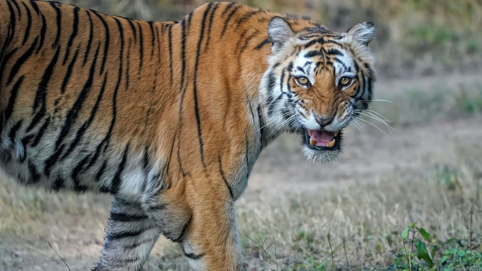 tiger looking at the camera 
